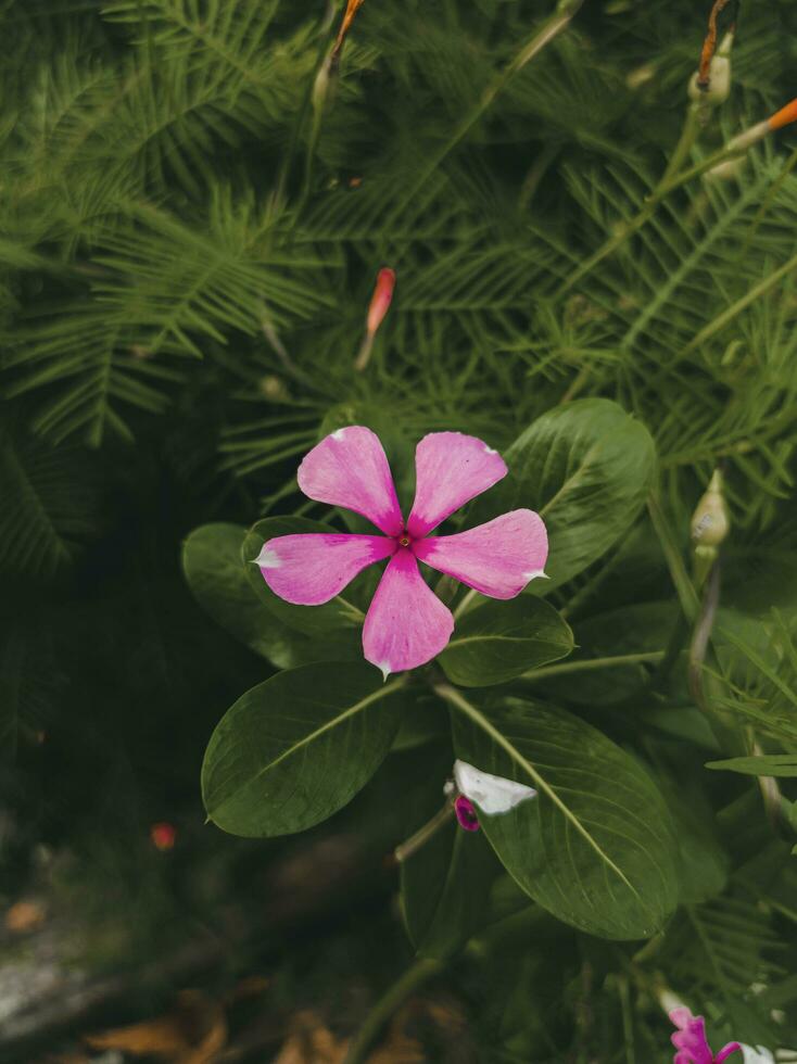 rosado Madagascar bígaro, además llamado mediodía tara en Bangladesh catharanthus rosario foto