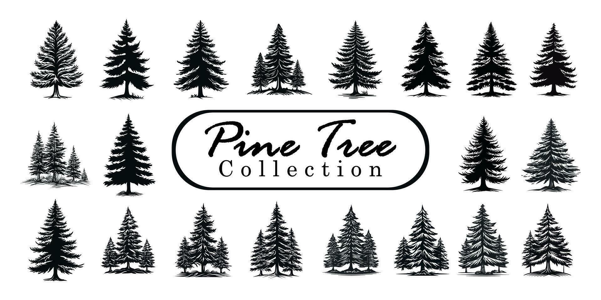 Pine trees silhouettes or fir trees collection set. Vintage Set of silhouettes of pine trees. vector spruce tree, ink plant sketch, hand drawing, black silhouette Vector Illustration