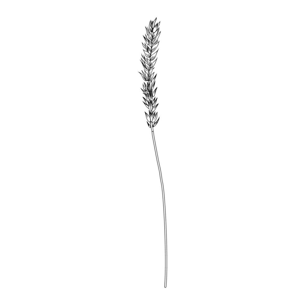 espiguilla, oído de centeno, espiga de triticale mano dibujado vector bosquejo aislado en blanco, herbario gráfico línea Arte para diseño paquete producto, medicamento, Boda invitar, saludo tarjeta, cosmético, panadería tienda