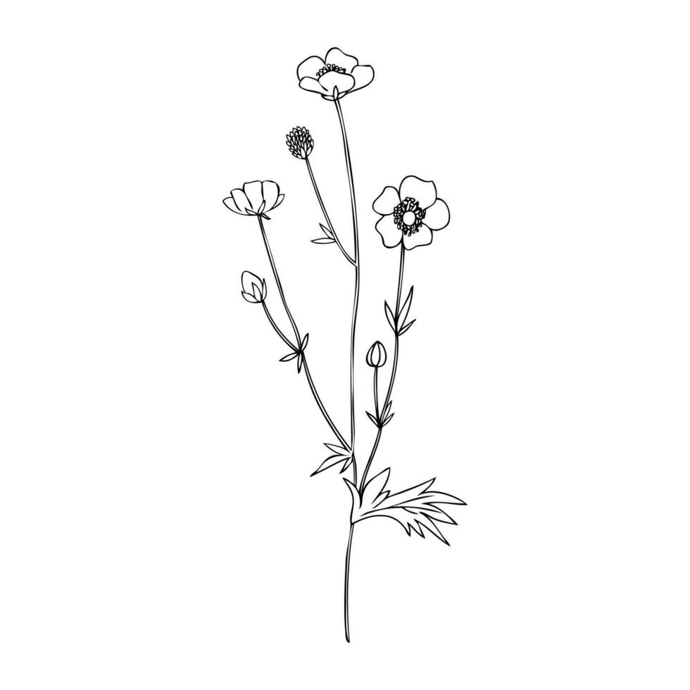 Buttercup flower or Crowfoot branch vector illustration isolated on white background, ink sketch, decorative herbal doodle, line art for design medicine, wedding invitation, greeting card, cosmetic