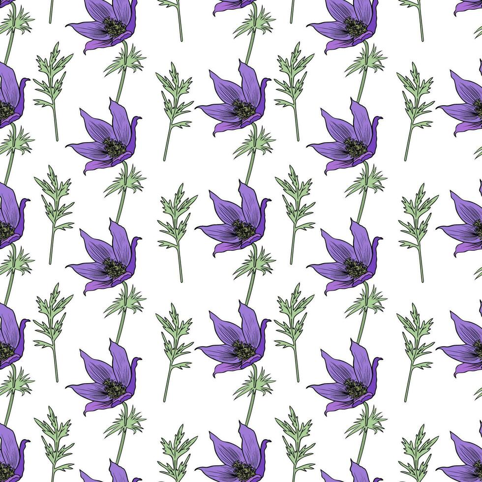 Seamless pattern Lumbago meadow, Pulsatilla flower ink sketch, Vector Pasque flower background isolated on white, floral illustration, Botanical drawing of Perennial poisonous flowering plant