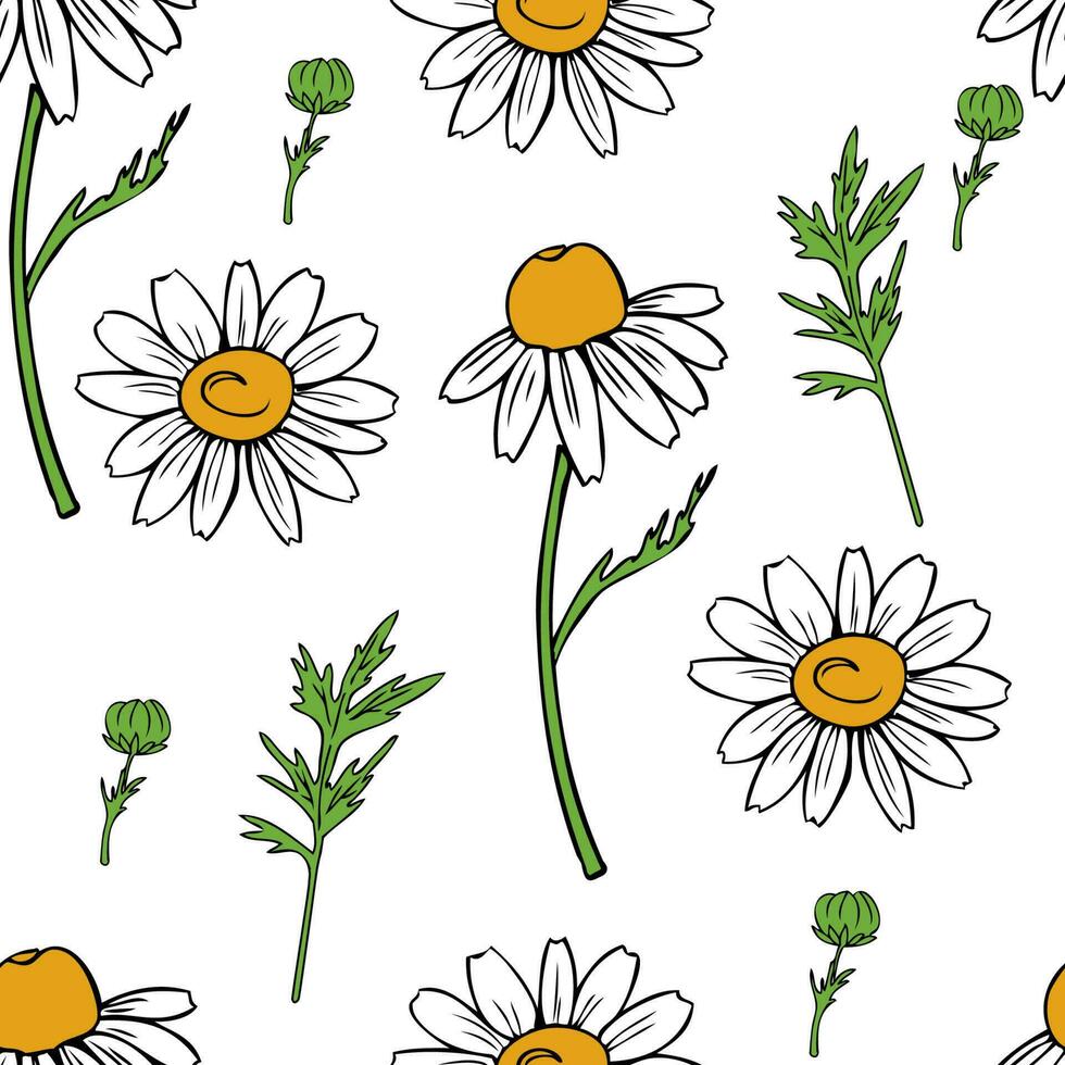 Seamless floral pattern, Chamomile wild field flower isolated on white background, hand drawn daisy sketch vector illustration for design package tea, organic cosmetic, natural medicine, greeting