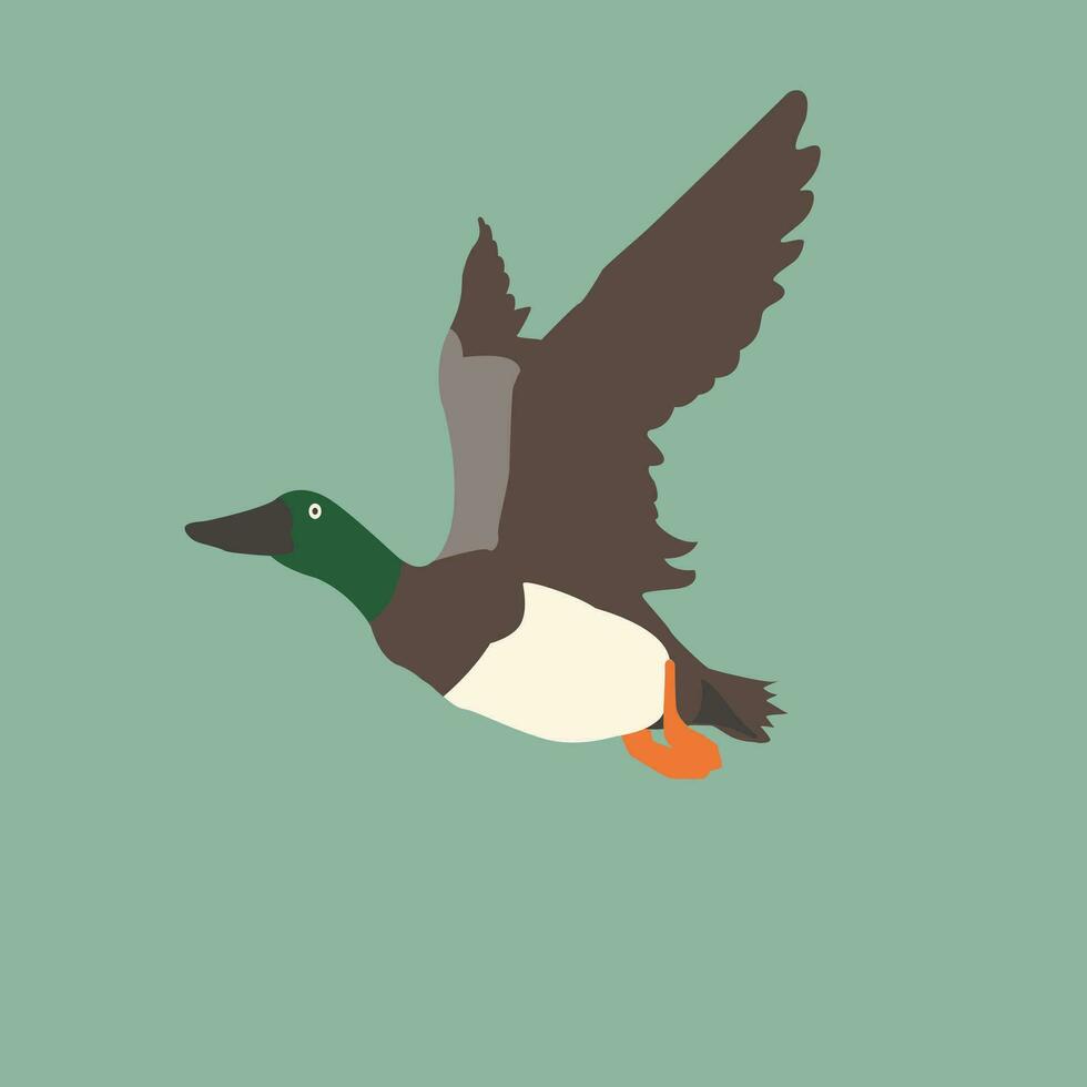 Pato mosca ilustración vector