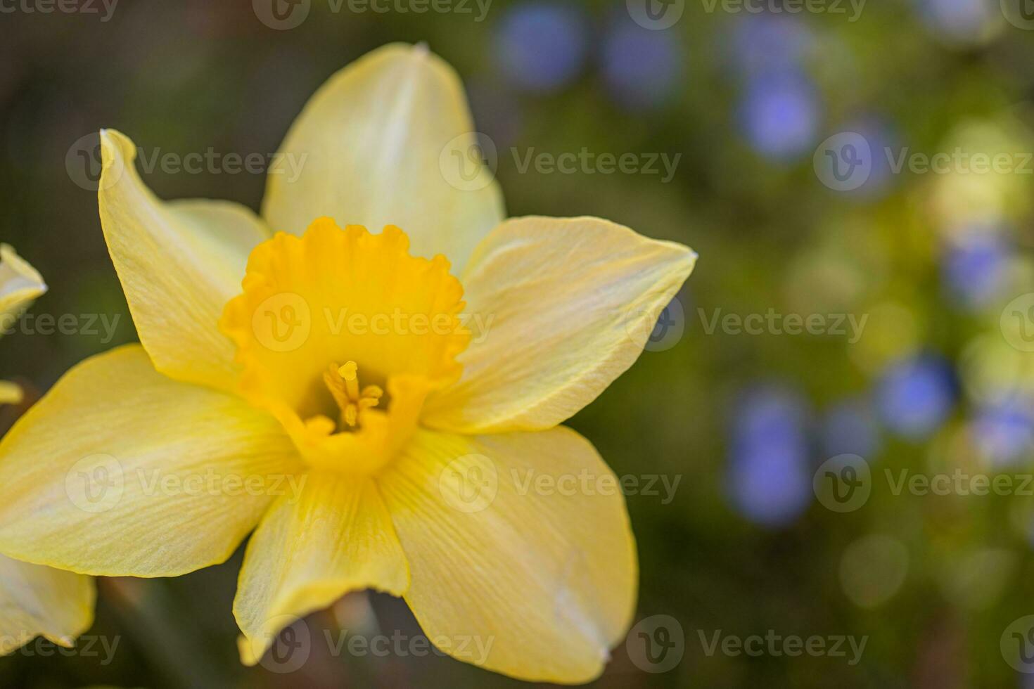 Daffodil flowers and blurred spring meadow. Magic colorful artistic image tenderness of nature, spring floral wallpaper. Yellow blossoms with soft sunlight, dream nature, peaceful garden photo