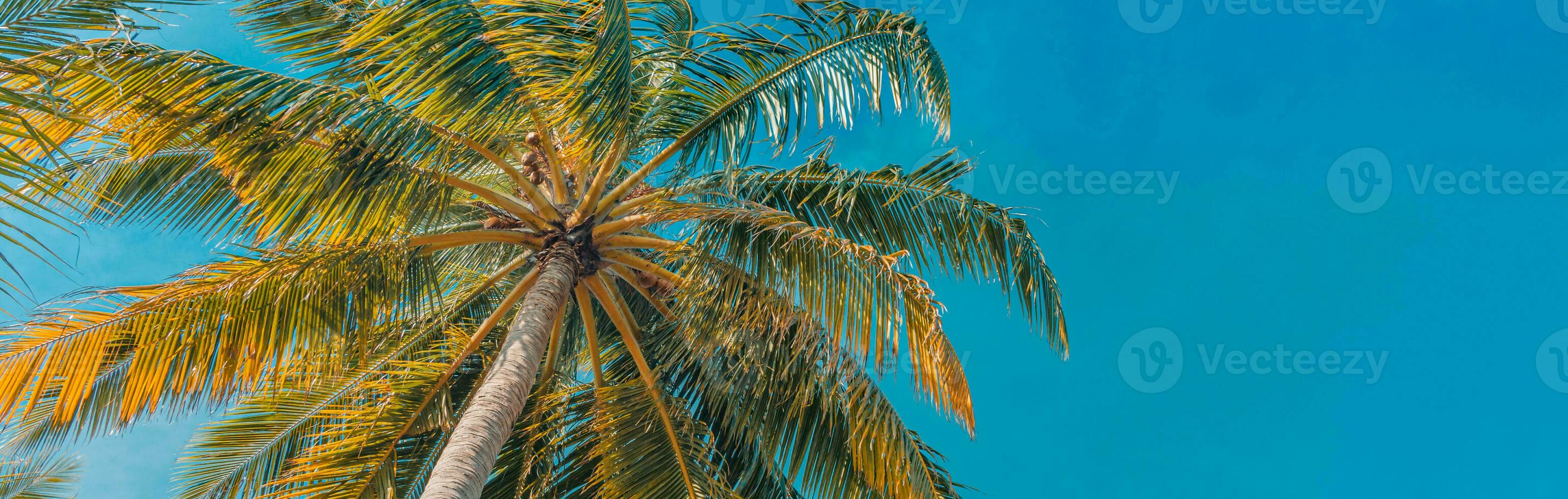Romantic vibes of tropical palm tree sunlight on sky background. Outdoors sunset exotic foliage, closeup nature landscape. Coconut palm trees and shining sunrise over bright sky. Summer inspire nature photo