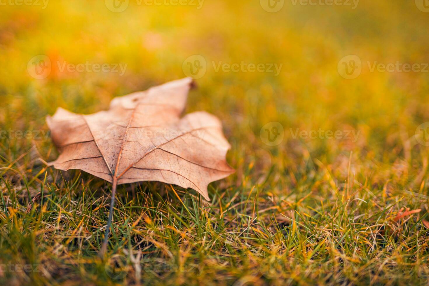 Texture of dry dead autumn leaves on the ground under soft sunlight. Idyllic abstract nature background, relaxing colors. Spring autumn forest closeup photo