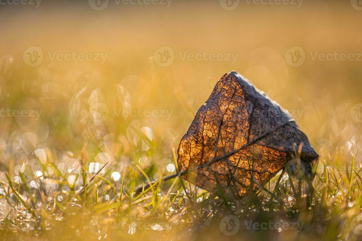 Texture of dry dead autumn leaves on the ground under soft sunlight. Idyllic abstract nature background, relaxing colors. Spring autumn forest closeup photo
