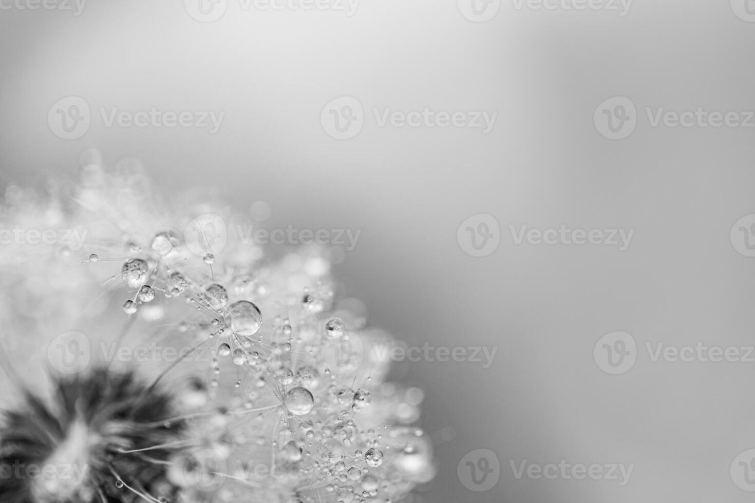 Closeup of white artistic dandelion with blurred dramatic dark background, artistic nature closeup. Spring summer meadow field banner background, soft sunlight. Freedom, inspire, peaceful and idyllic photo