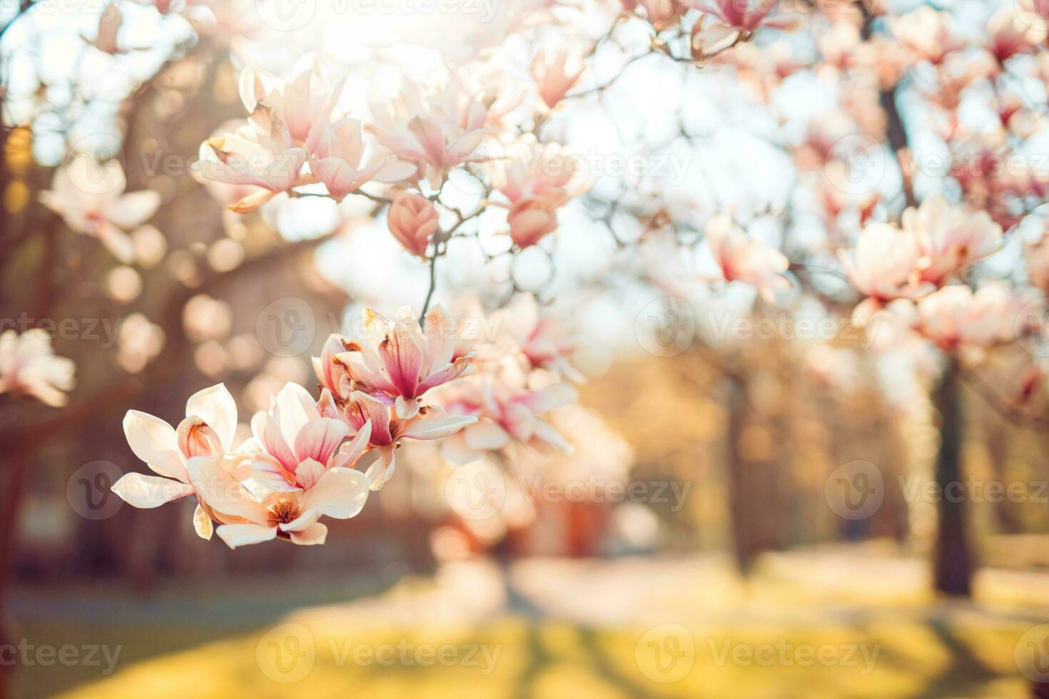 Perfect romantic pastel colored nature background for spring or summer background. Pink magnolia flowers and soft blue sky as relaxing moody closeup photo