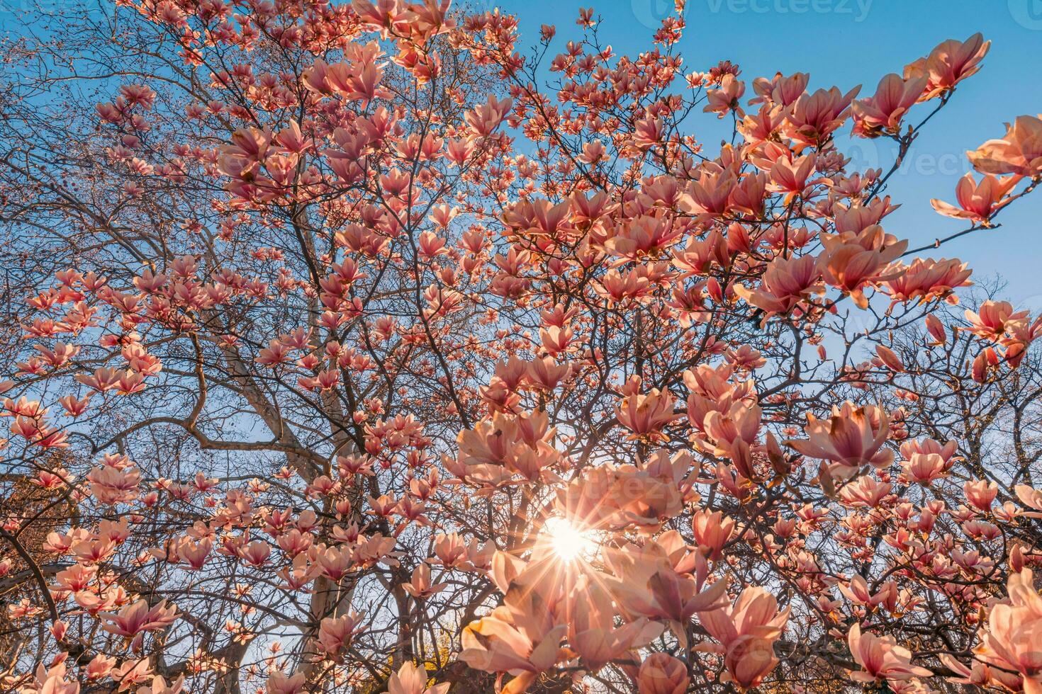 Perfect nature background for spring or summer floral pattern background. Pink magnolia flowers and soft blue sky and sun rays as relaxing moody closeup. Amazing nature scene, dreamy flowers photo