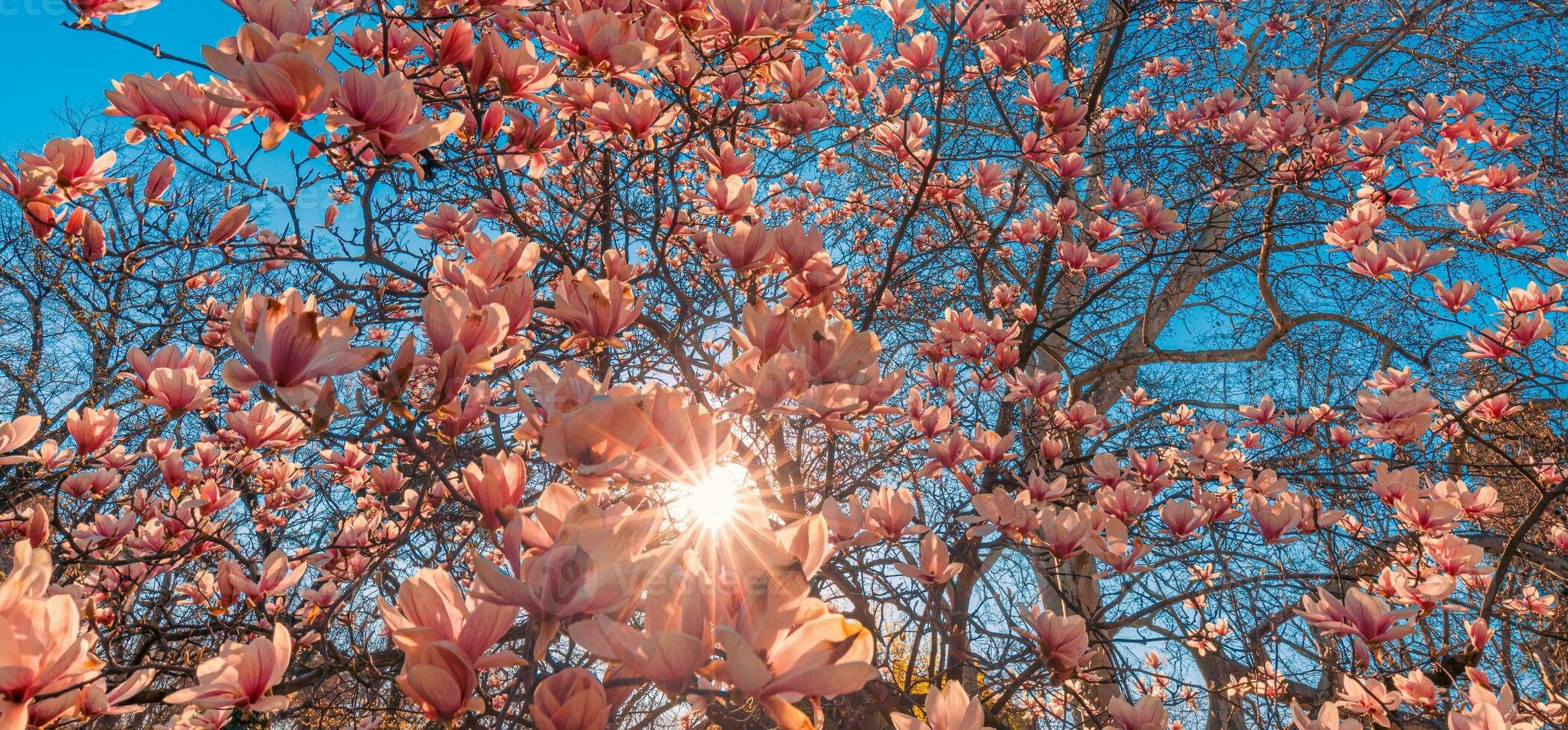 Perfect nature background for spring or summer floral pattern background. Pink magnolia flowers and soft blue sky and sun rays as relaxing moody closeup. Amazing nature scene, dreamy flowers photo