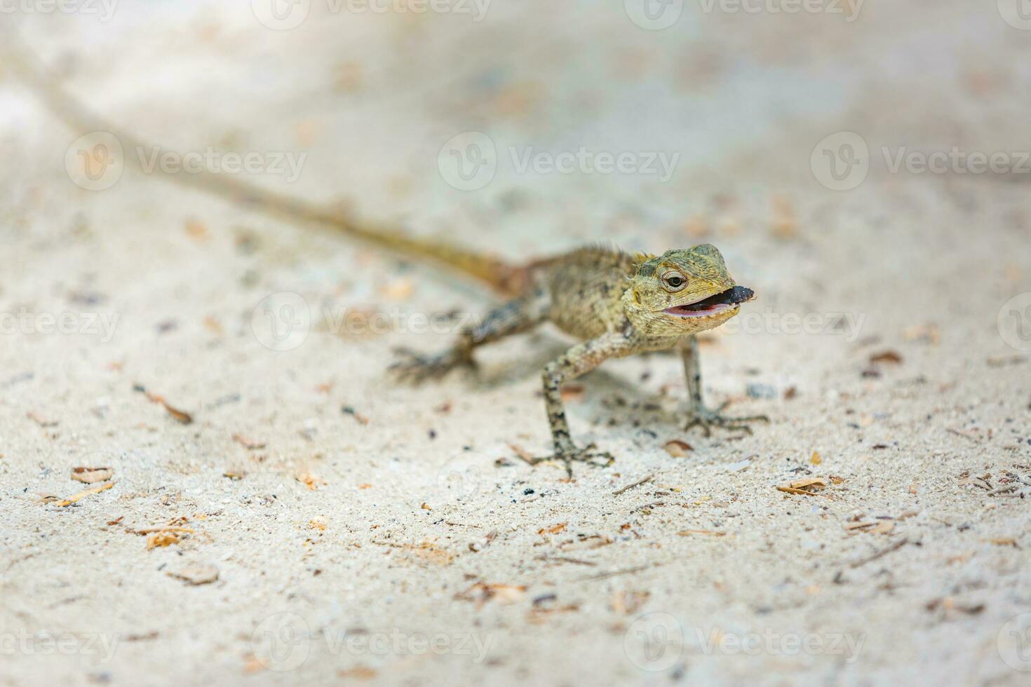 Maldivian garden colorful lizard on the whine sand on the tropical island. Close up. Copy space. photo