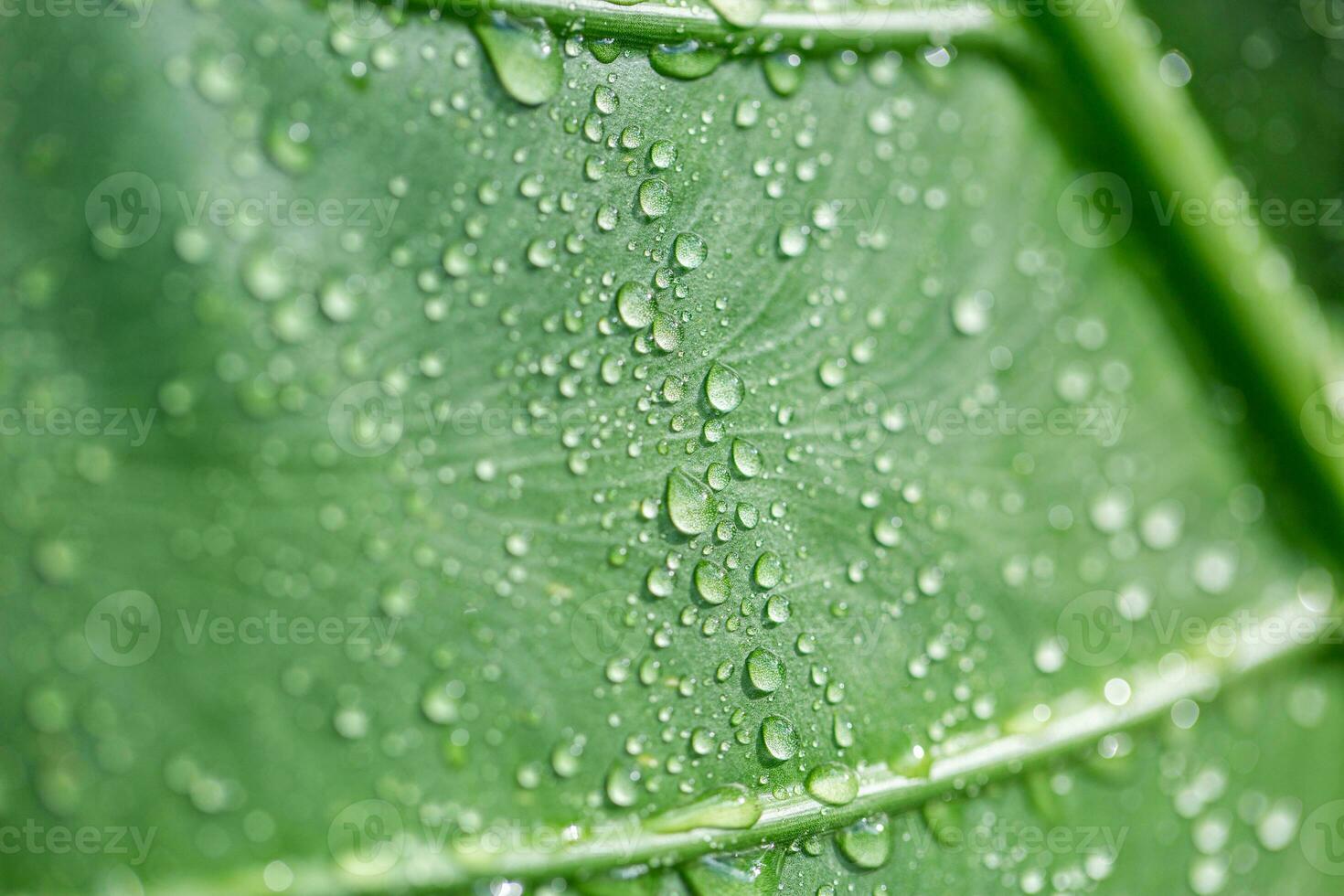 Beauty in nature. Relaxing soft blue green colors, macro water drops of dew in morning glow in sunlight. Beautiful leaf texture in nature. Natural background wallpaper. Idyllic spring summer closeup photo