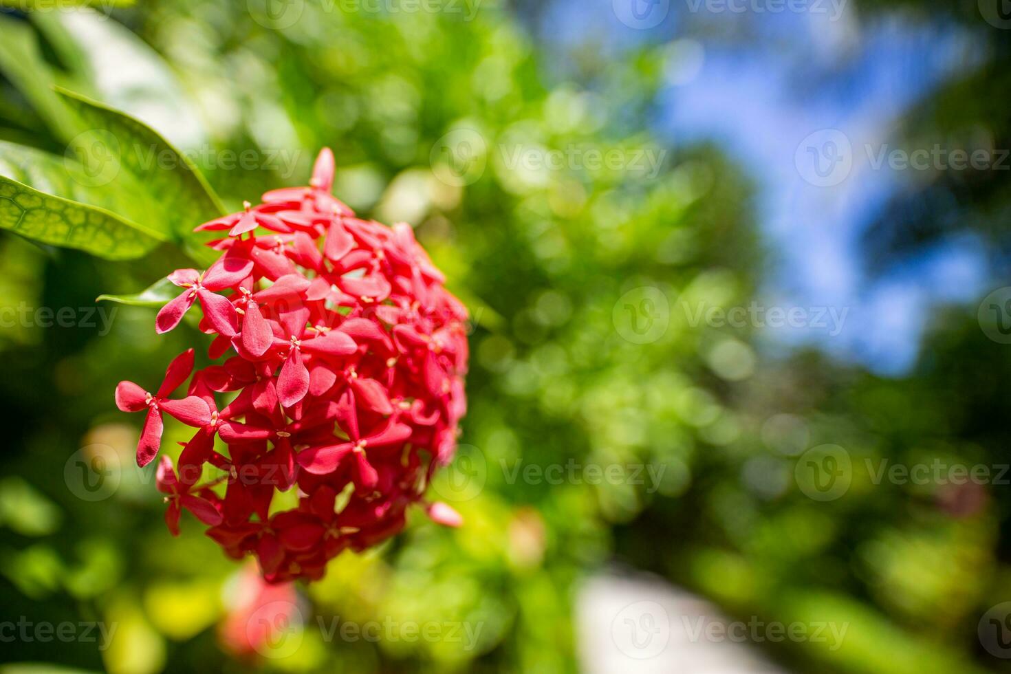 Beautiful Ixora flowers on blurred tropical garden lush foliage. Relaxing colors, morning closeup blooming tropical exotic floral pattern. Blooming petals of decorative flowers in the summer garden photo