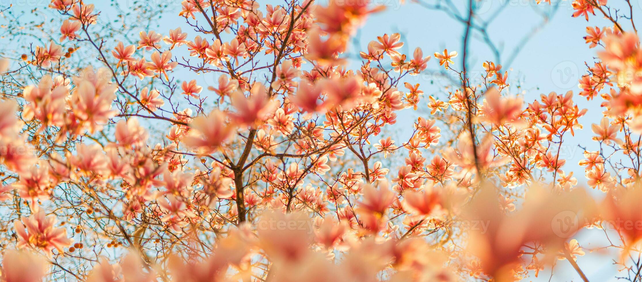 Perfect romantic pastel colored nature background for spring or summer background. Pink magnolia flowers and soft blue sky as relaxing moody closeup photo