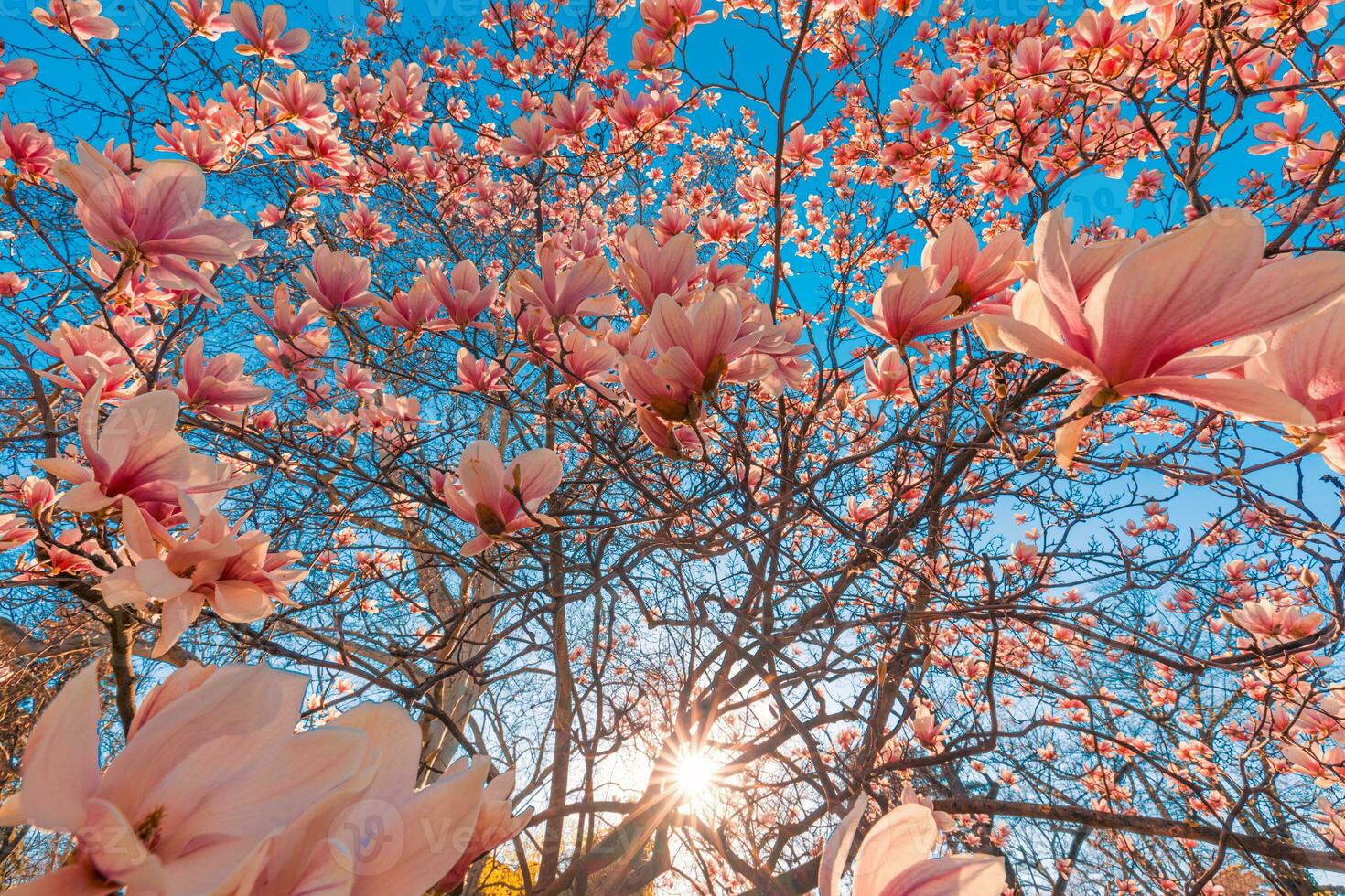 Perfect nature background for spring or summer floral pattern background. Pink magnolia flowers and soft blue sky and sun rays as relaxing moody closeup. Amazing nature scene, dreamy flowers photo