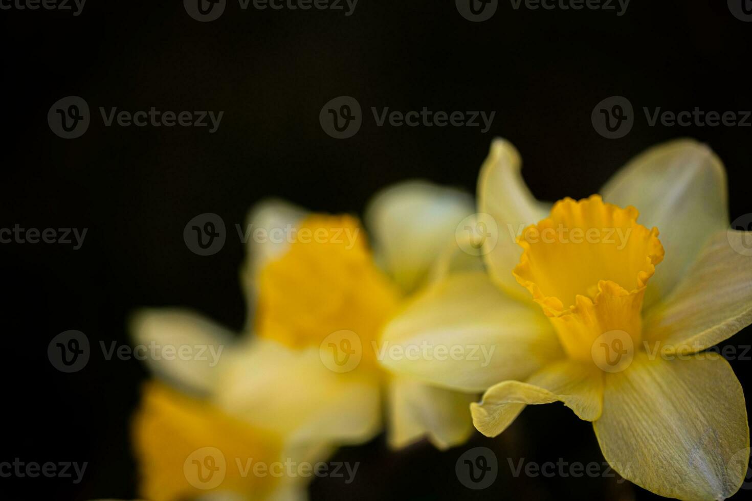 Daffodil flowers and blurred spring meadow. Magic colorful artistic image tenderness of nature, spring floral wallpaper. Yellow blossoms with soft sunlight, dream nature, peaceful garden photo