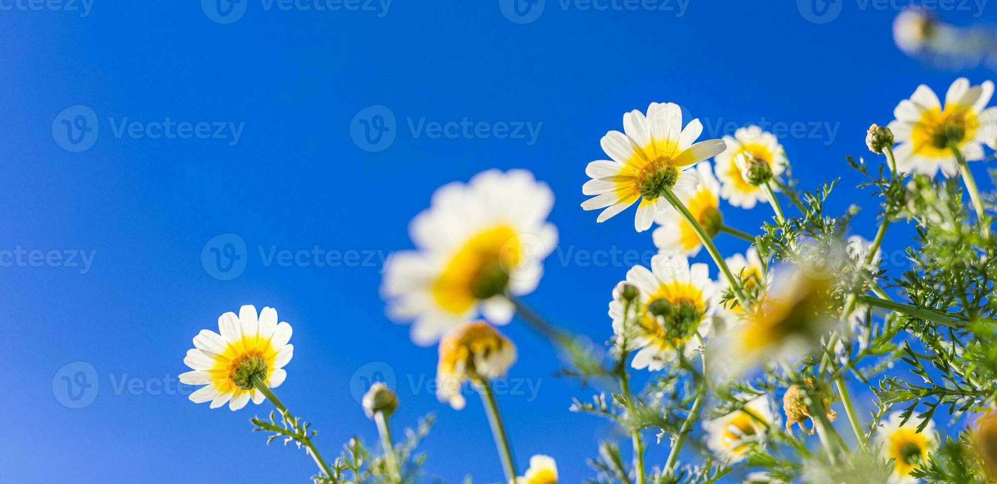 Spring summer nature. Beautiful blooming white yellow daisy flowers under blue sky. Idyllic nature background, closeup of white floral garden. Artistic bright nature landscape, blur bokeh view photo