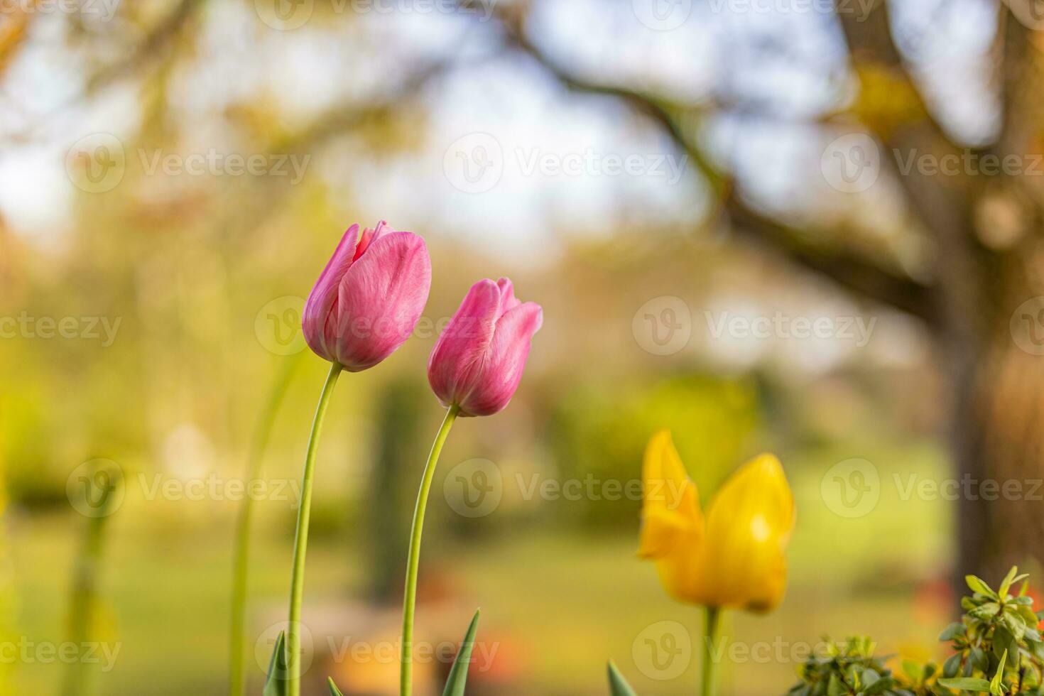 Closeup spring nature landscape. Colorful pink tulips blooming under sunlight on summer blurred background. Romantic blooming tulips in garden blurred background with trees under soft sunlight photo