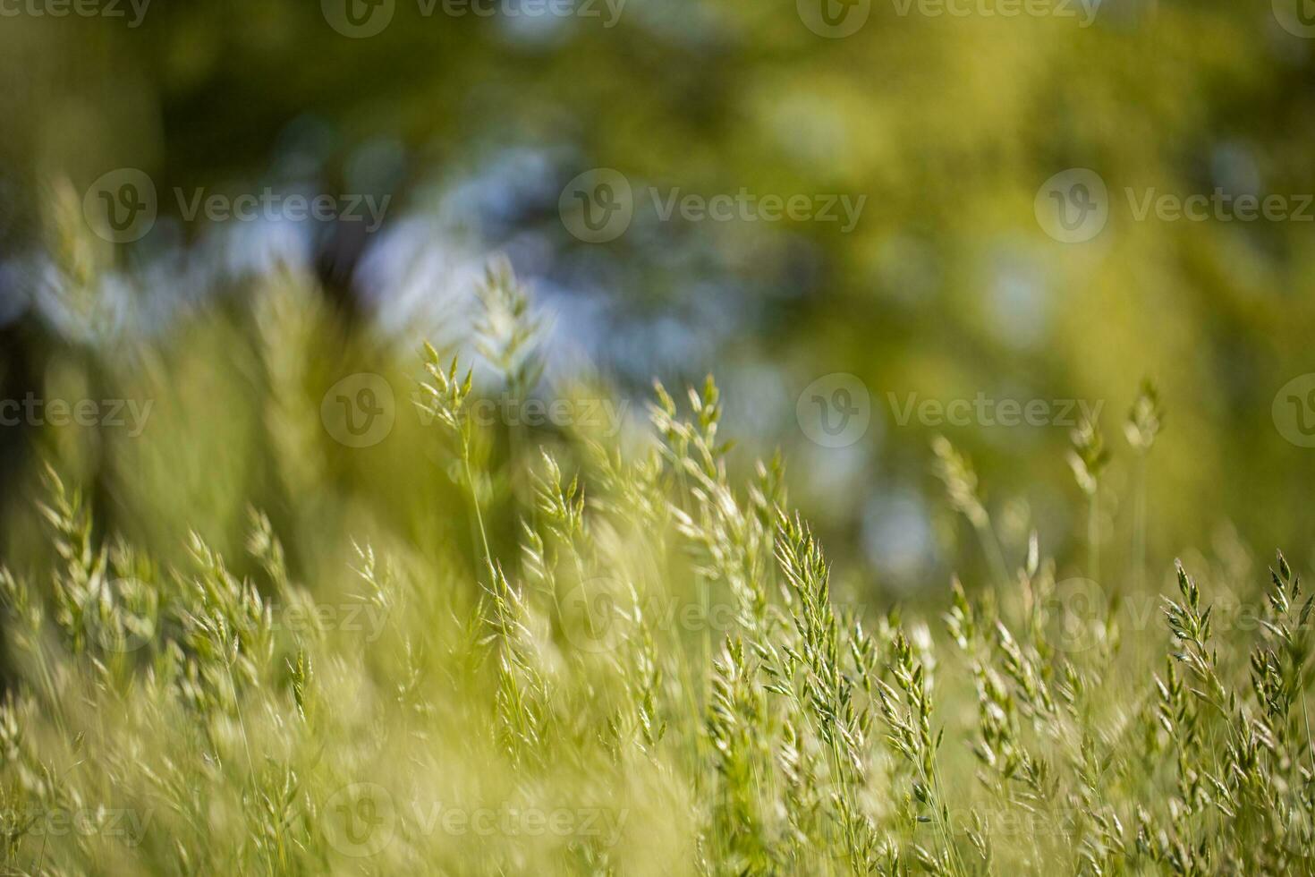 Beautiful close up ecology nature landscape with meadow. Abstract grass background. photo