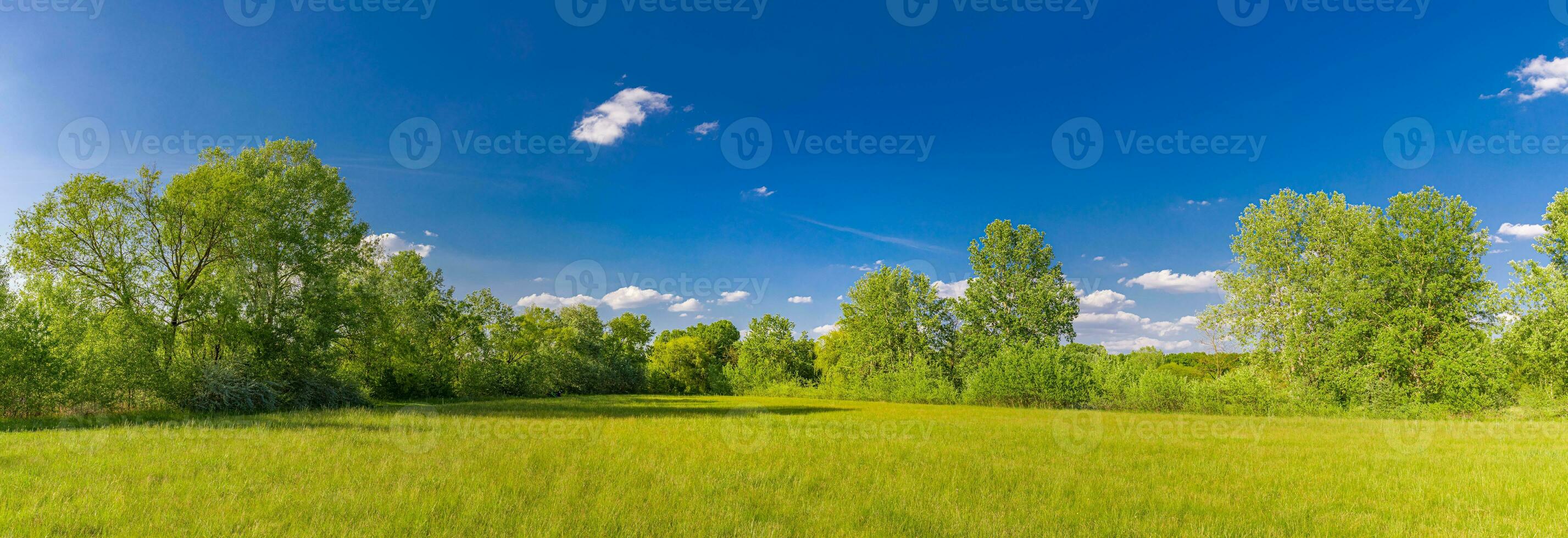 Panoramic colorful meadow grass field. Beautiful bright landscape of grass field and green environment. photo