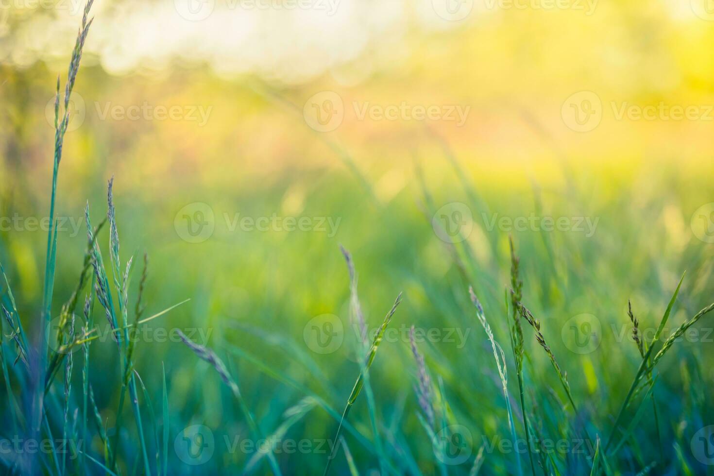 Beautiful close up ecology nature landscape with meadow. Abstract grass background. photo