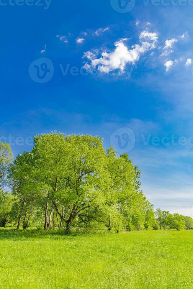 Beautiful bright landscape of grass field and green forest trees. Summer outdoors environment concept. Hiking nature walking, peaceful soft nature scene. Closeup grass meadow, fresh trees sky sunlight photo