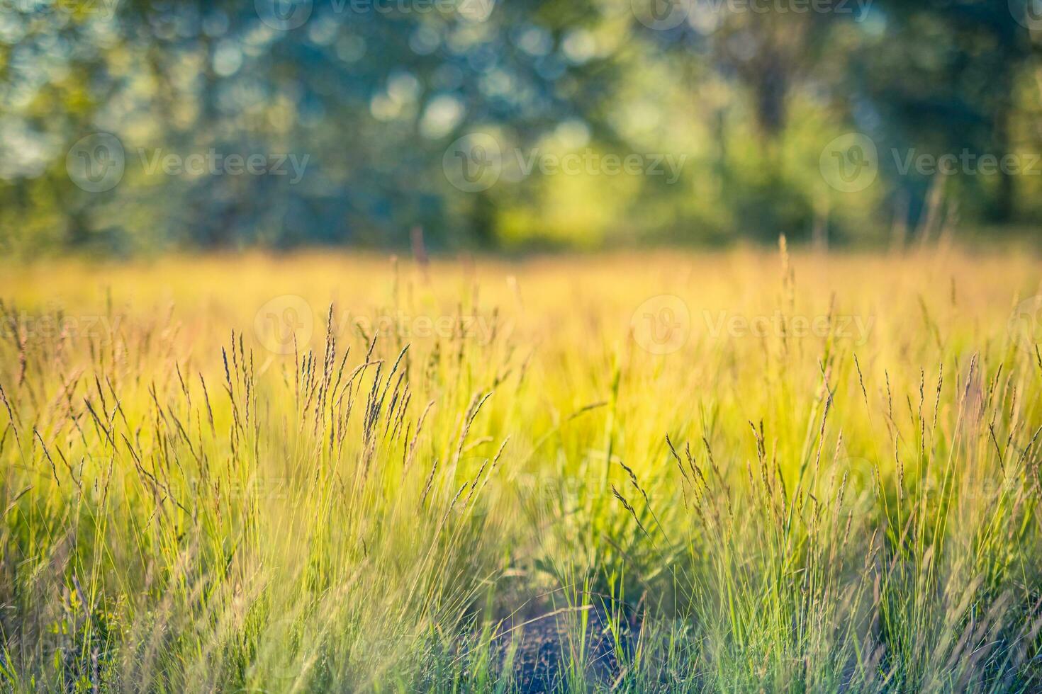 Beautiful close up ecology nature landscape with meadow. Abstract grass background. photo