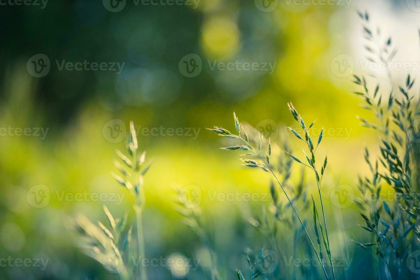 Beautiful close up ecology nature landscape with meadow. Abstract grass background. photo