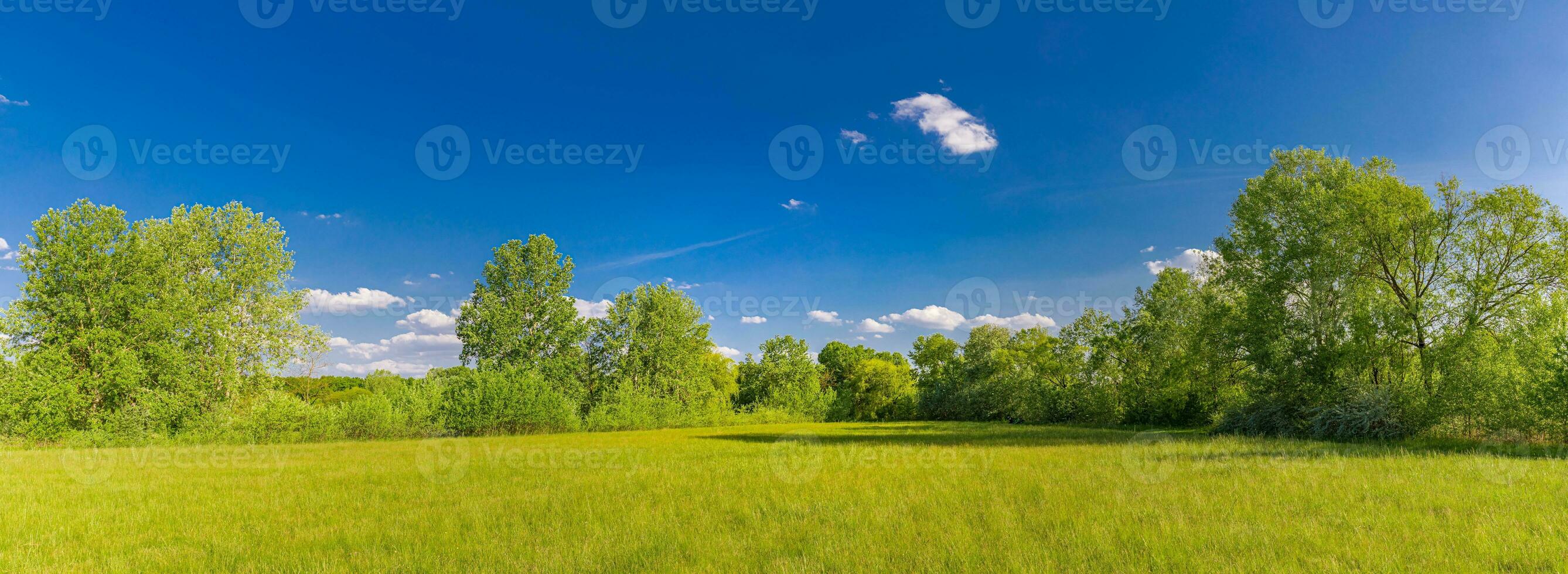 Panoramic colorful meadow grass field. Beautiful bright landscape of grass field and green environment. photo