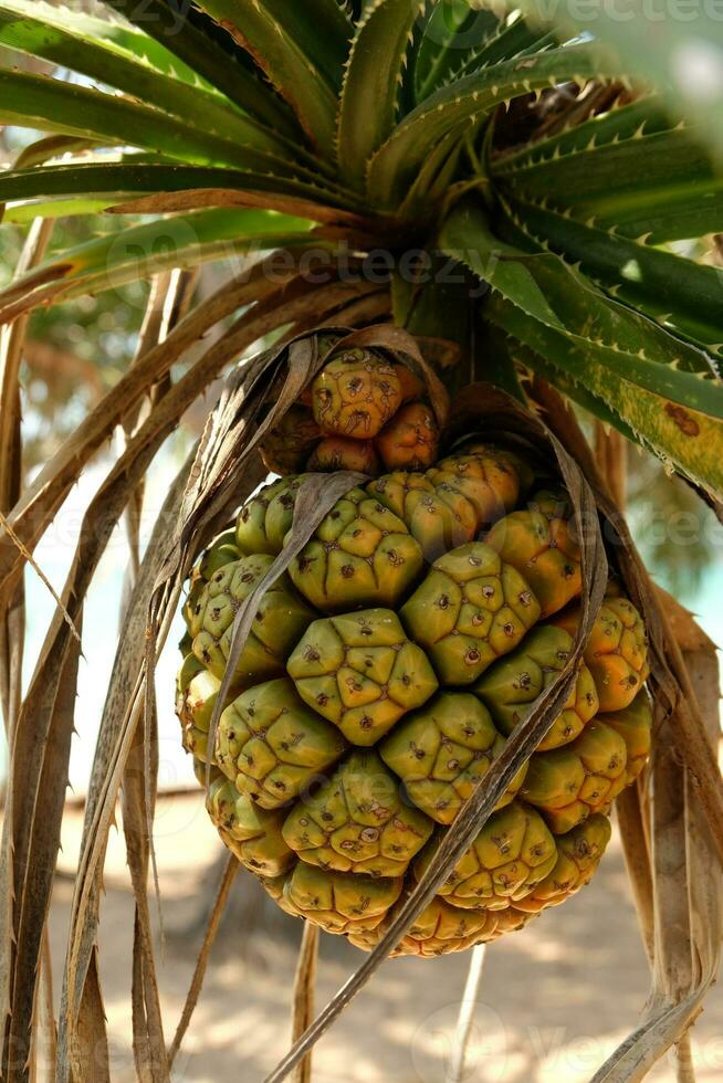 Seashore screwpine or Pandanus tectorius on the tree photo