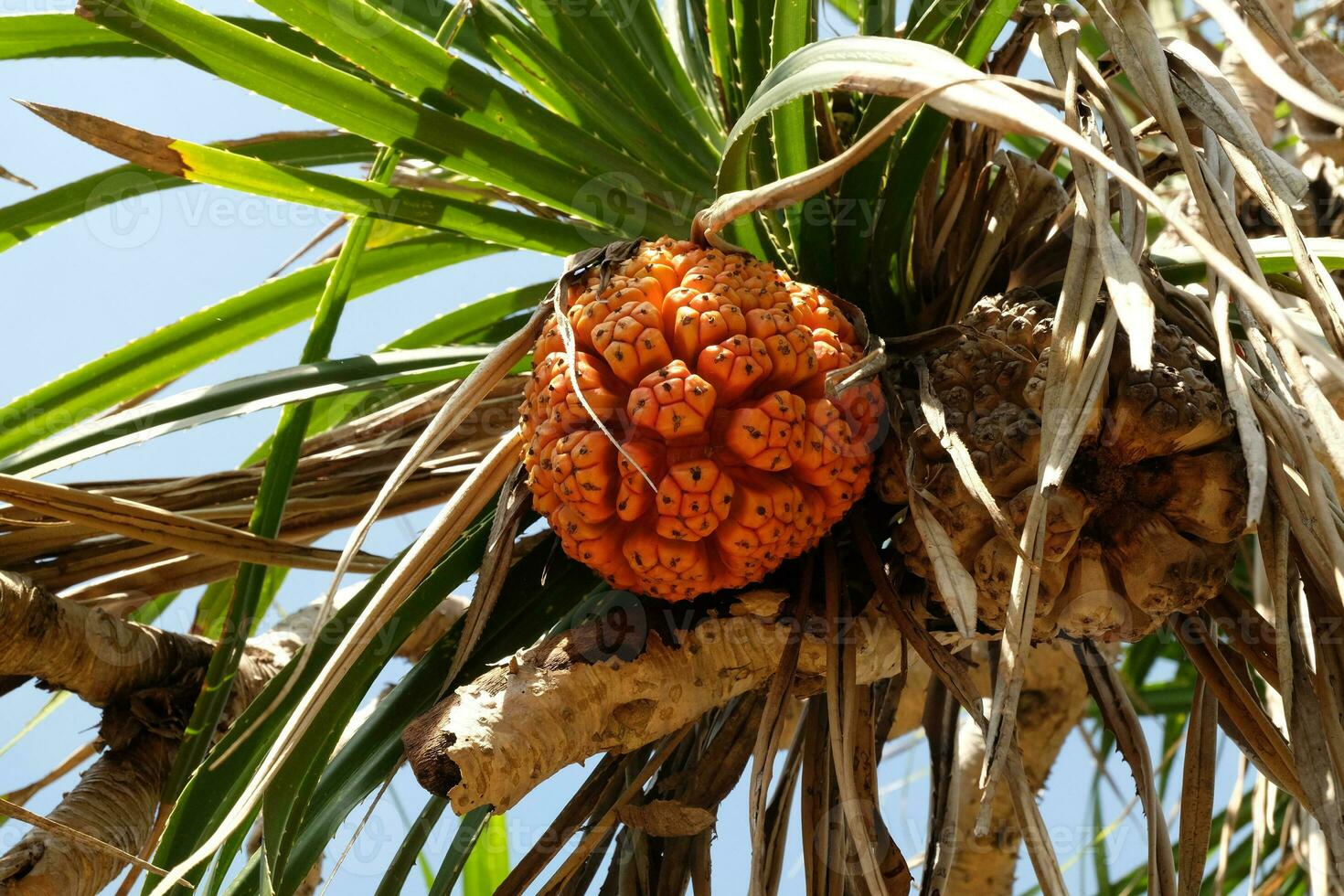 Seashore screwpine or Pandanus tectorius on the tree photo
