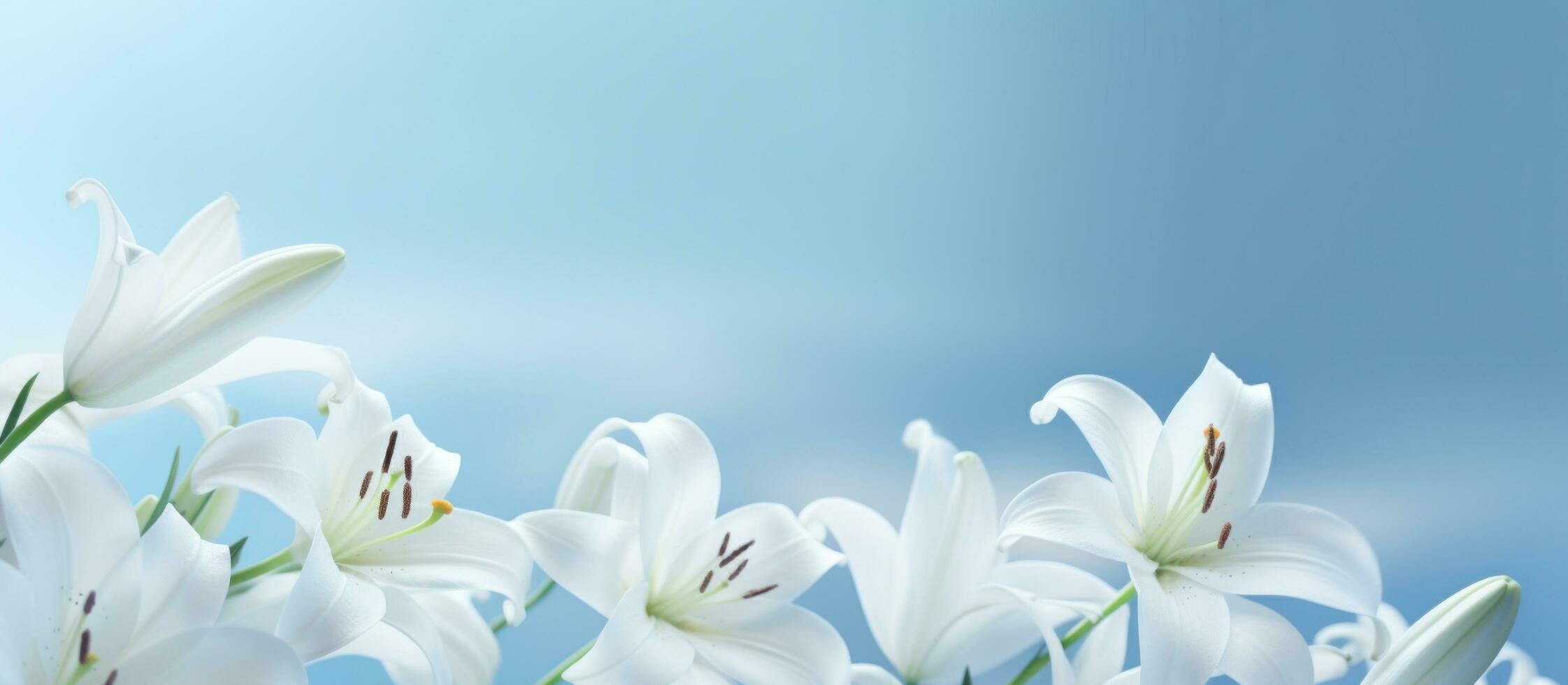 AI generated white lilies on a light background with a blue background, photo