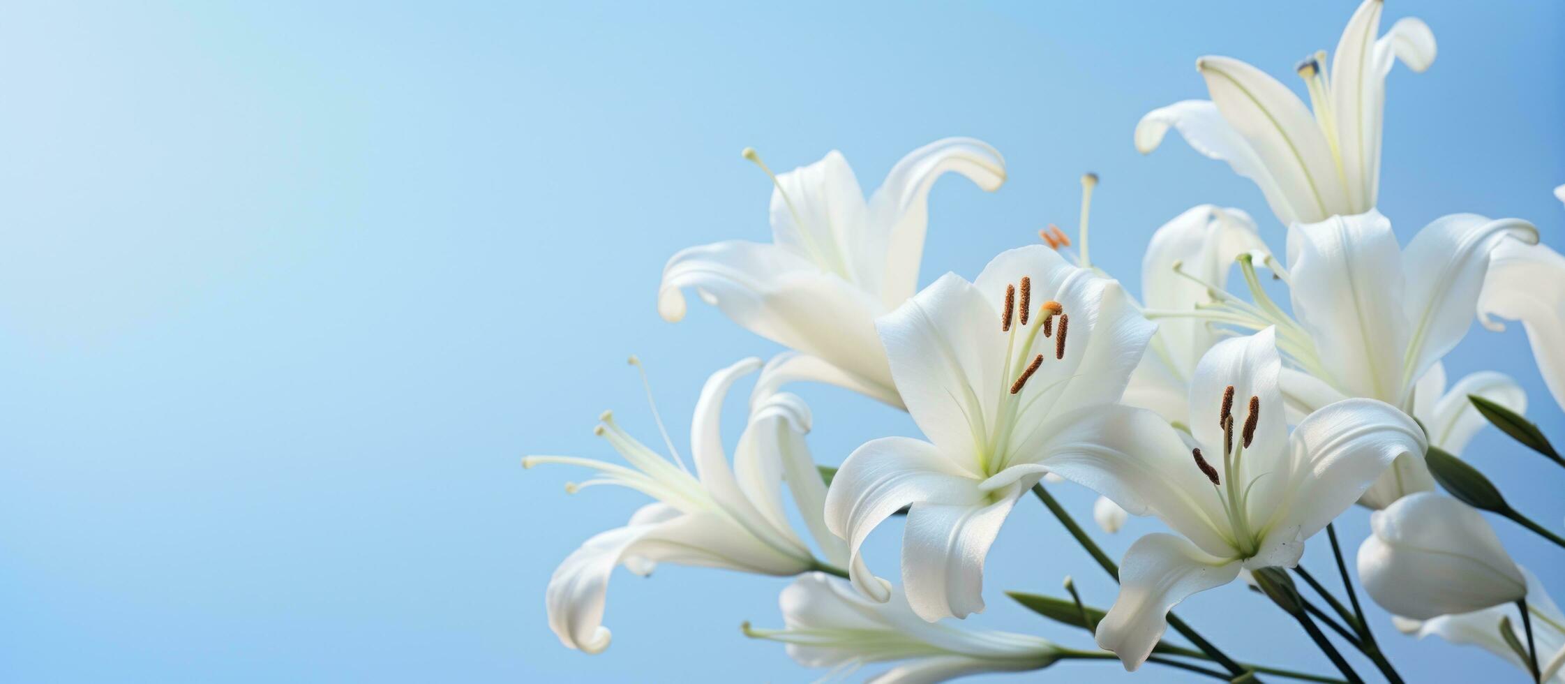 AI generated white lilies on a light background with a blue background, photo