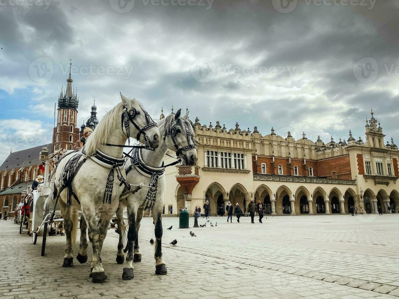 Krakow, Poland, 2023 - two beautiful white horse with carriage for tourist tour in central market square in Krakow - historical city in Poland. photo