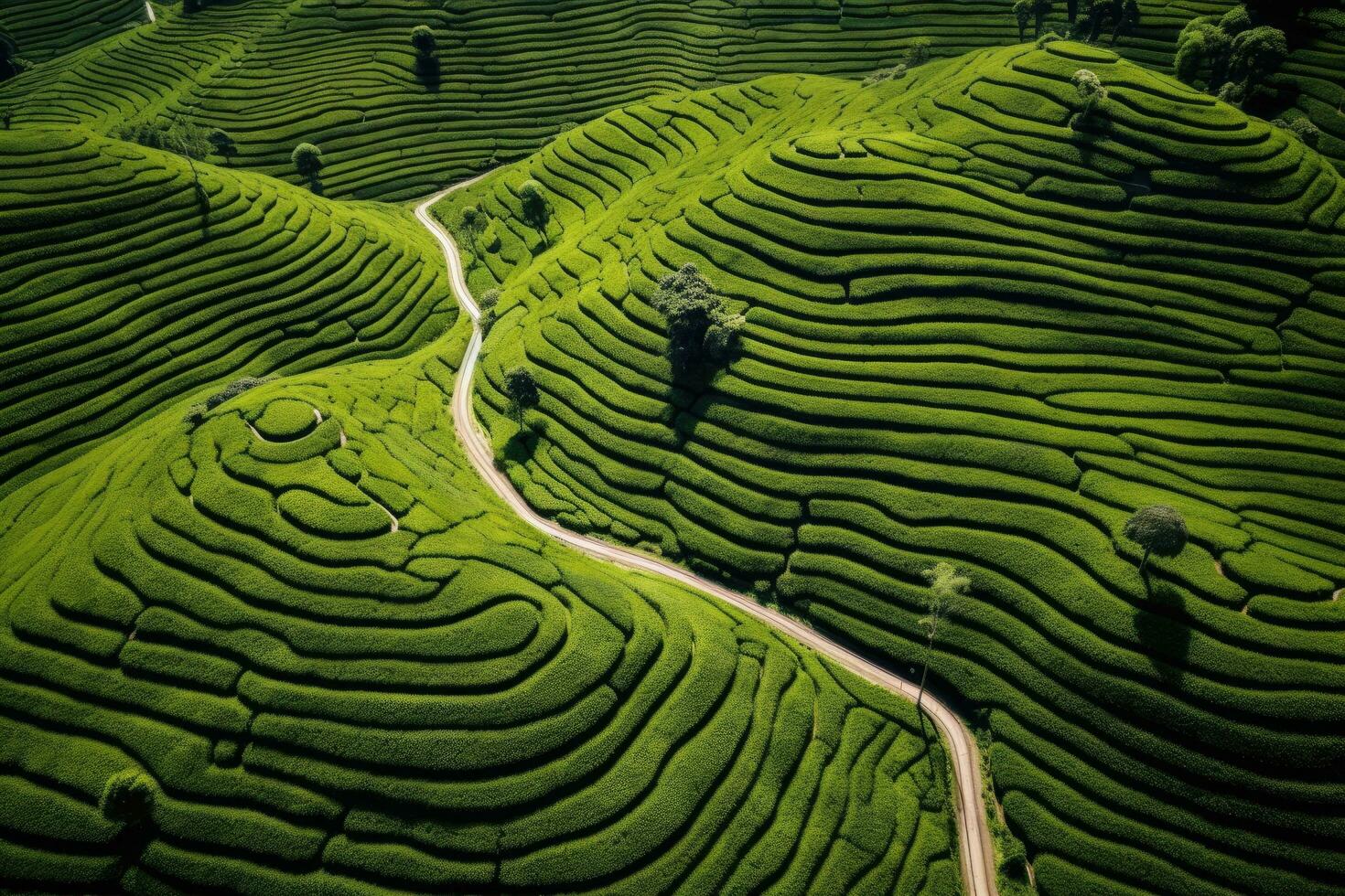 AI generated Tea Plantation in the Cameron Highlands, Malaysia. The tea plantation is one of the most popular tourist attractions in Malaysia, Aerial drone view of shapes of Cha Gorreana, AI Generated photo