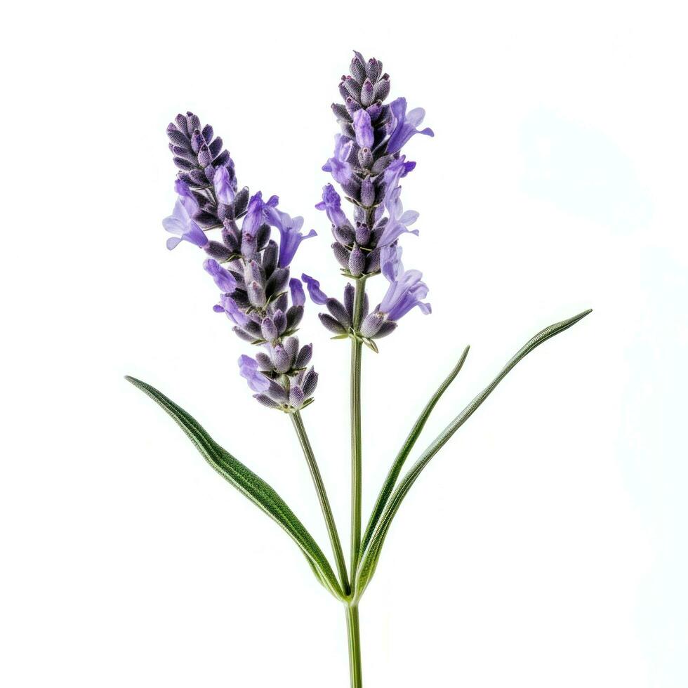 AI generated lavender flower isolated photo