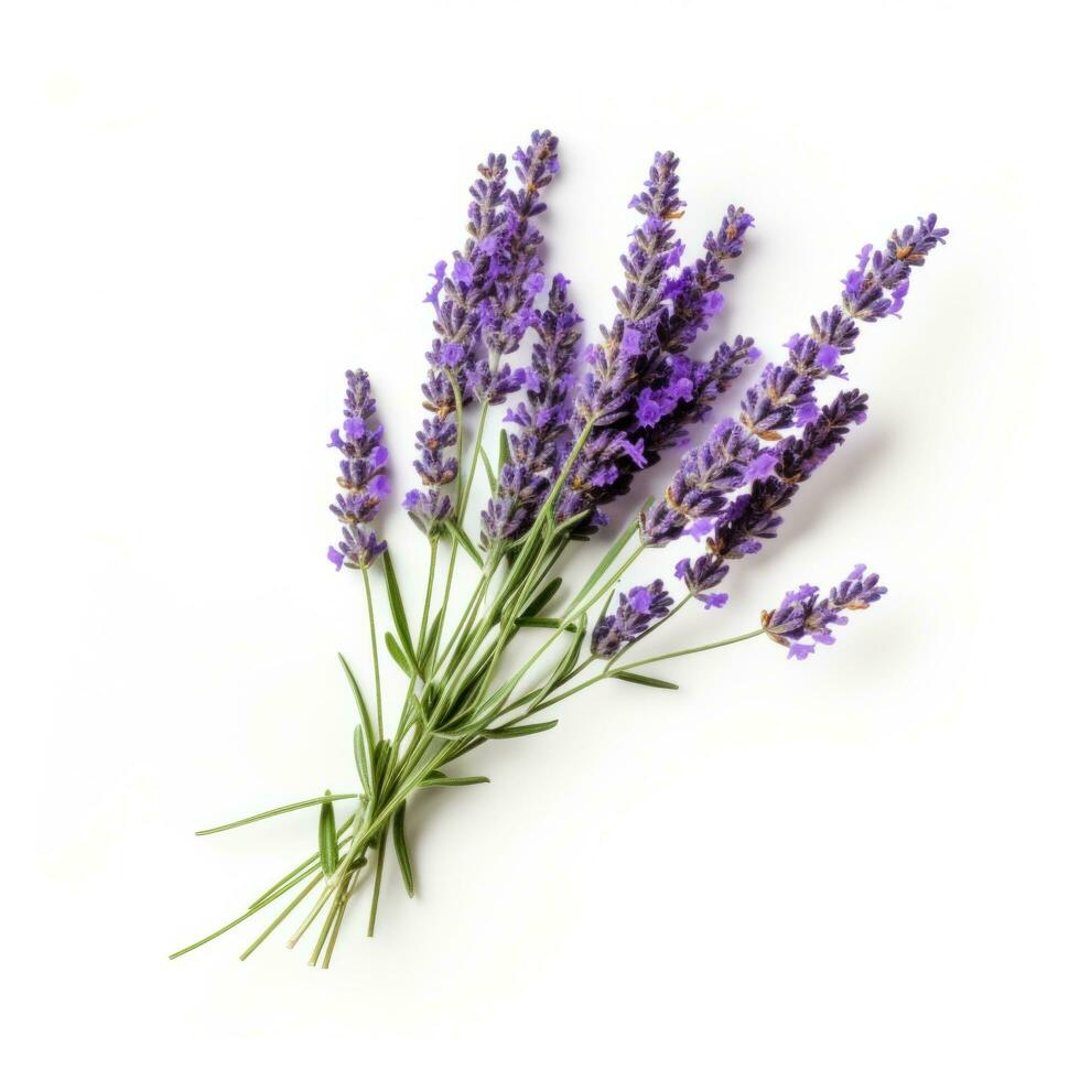 AI generated lavender flower isolated photo