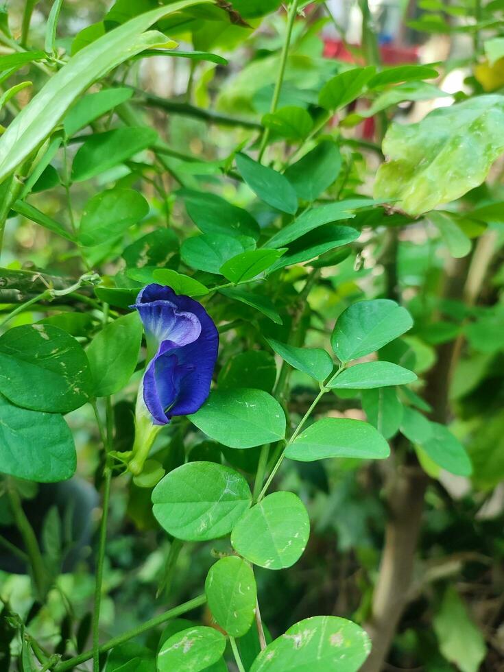 Teleng flowers or asian pigeonwings are purple, which in addition to being beautiful, also provides many health benefits photo