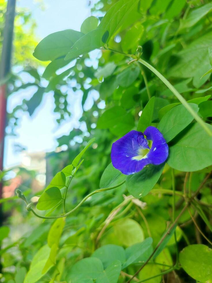 Teleng flores o asiático palomas son púrpura, cuales en adición a siendo hermoso, además proporciona muchos salud beneficios foto