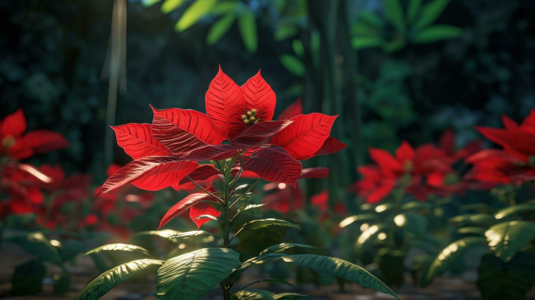 AI generated a poinsettia has bright red flowers in the background, photo