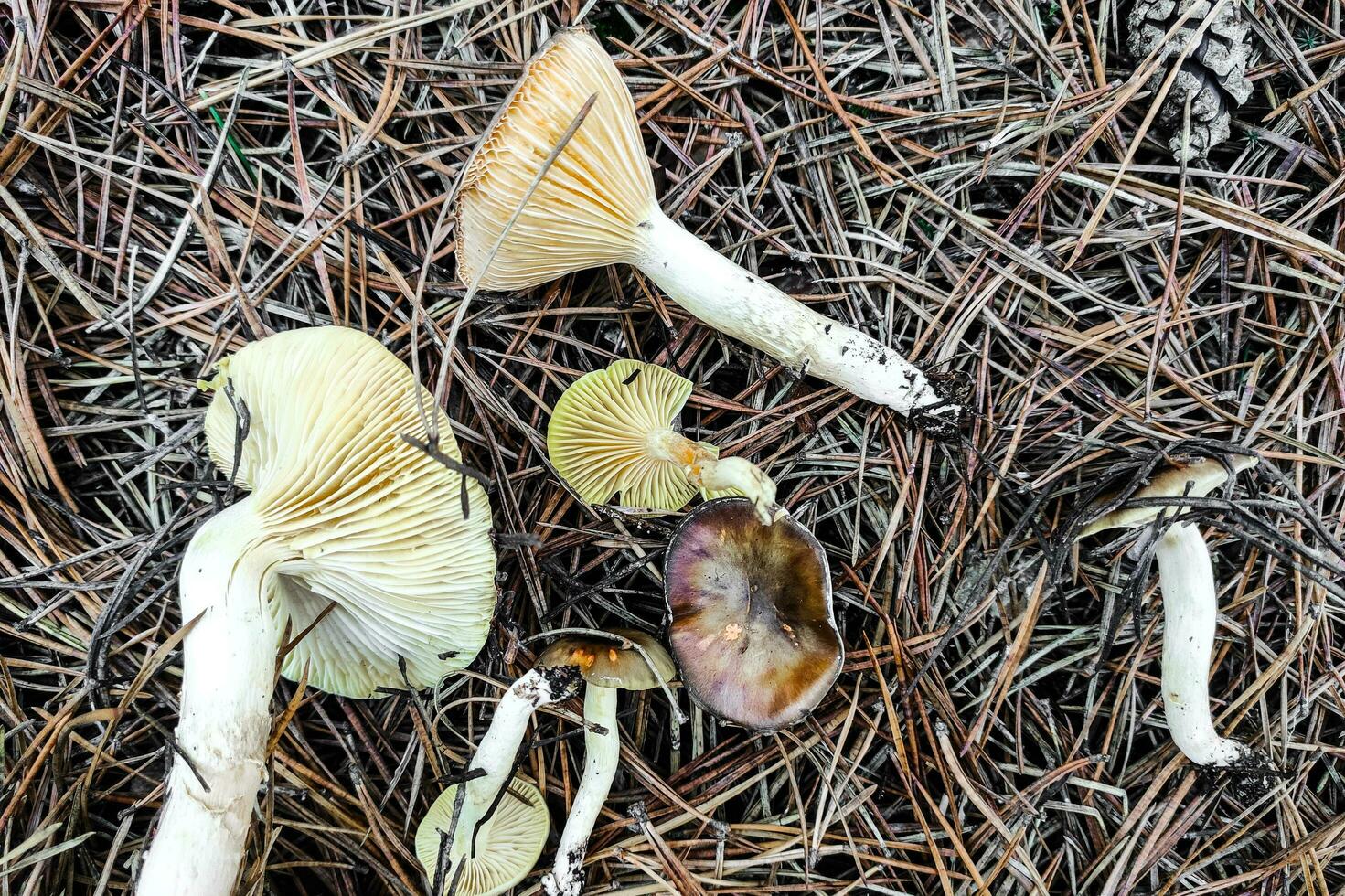 Hygrophorus hypothejus mushroom close-up. photo