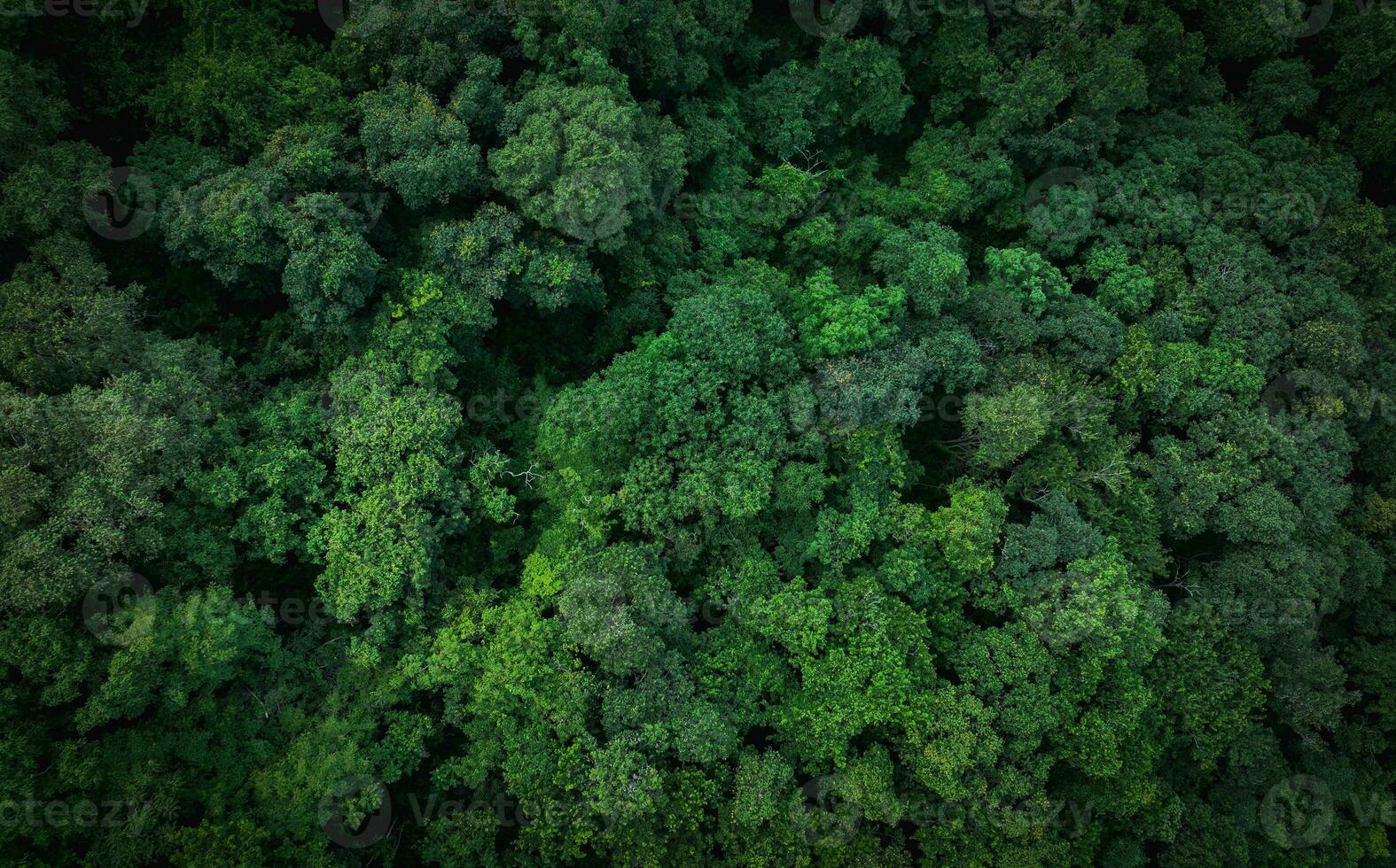 Aerial top view of green trees in forest. Drone view of dense green tree captures CO2. Green tree nature background for carbon neutrality and net zero emissions concept. Sustainable green environment. photo