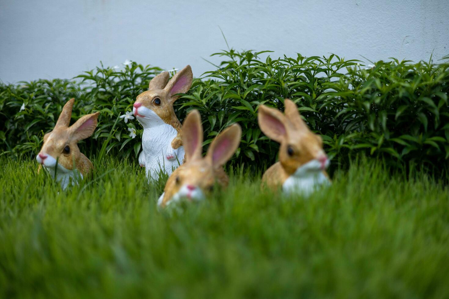 rabbit in the grass photo