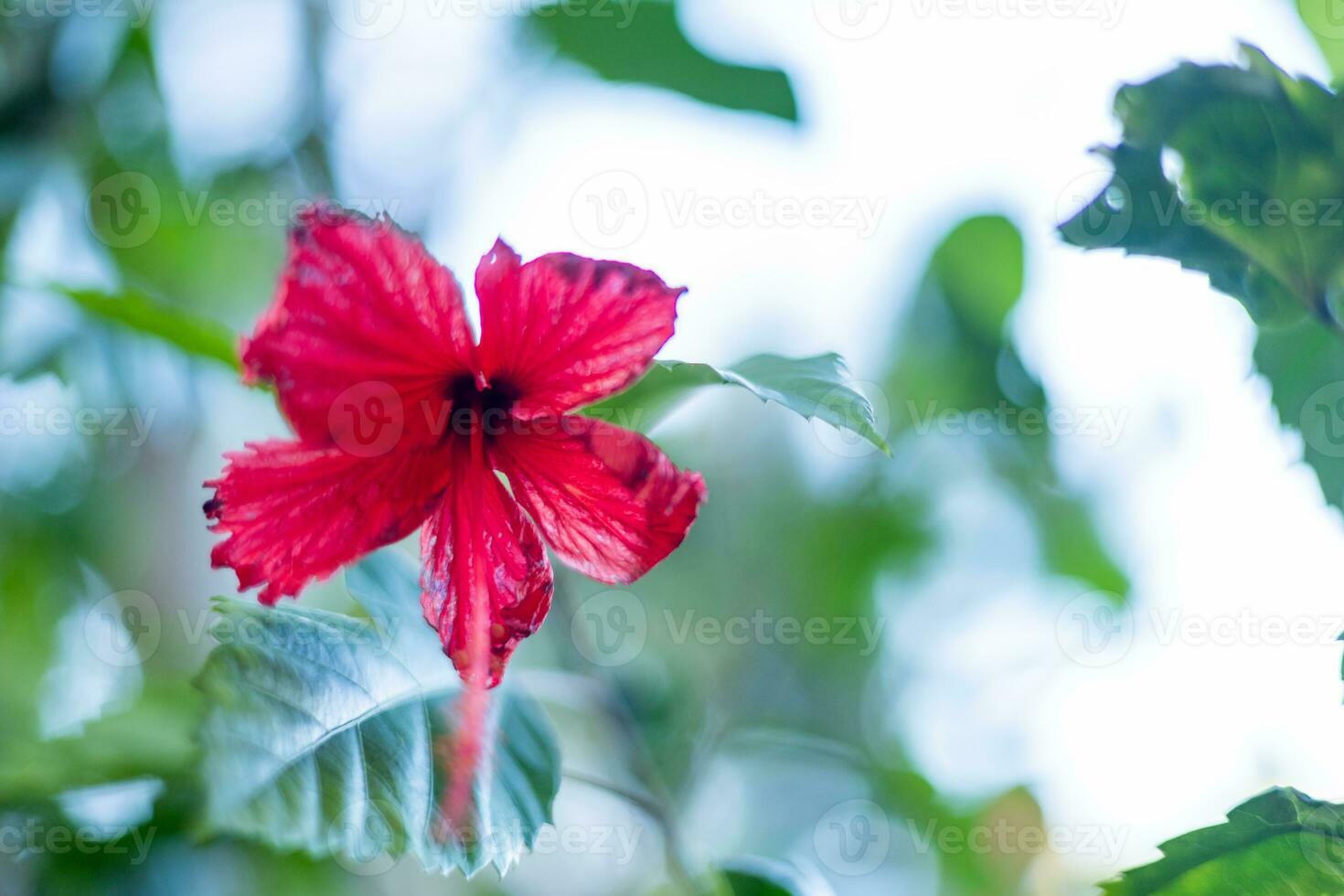 red hibiscus flowers blurred sky background photo