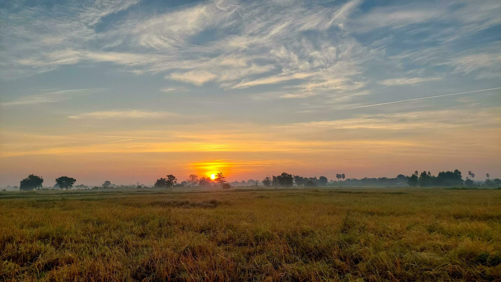 Rice bathed in golden light Morning rice field Rice fields with beautiful golden light photo