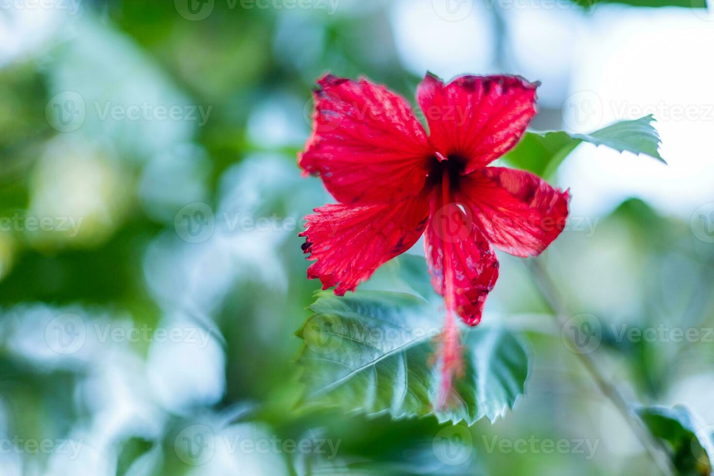 red hibiscus flowers blurred sky background photo