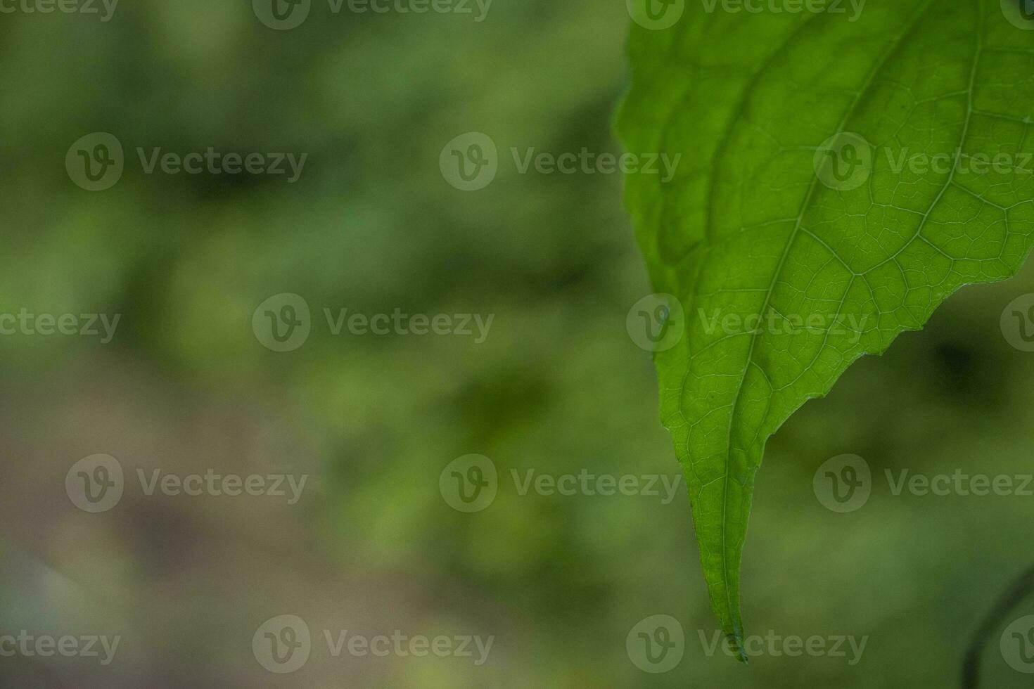 A close up of a leaf with a green background photo