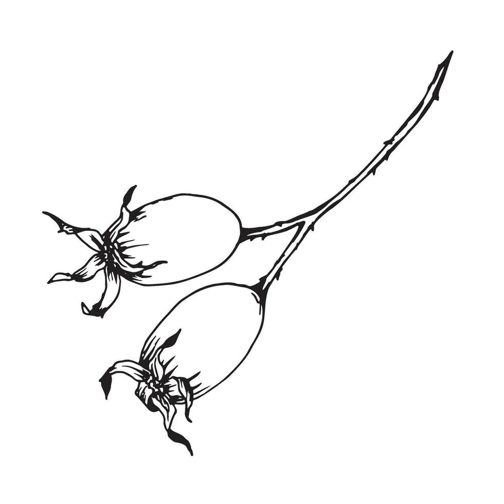 gráfico ilustración de rosa mosqueta vector monocromo acortar Arte de salvaje Rosa. contorno lineal mano dibujado floral diseño elemento. bosquejo perro se levantó, brezo, zarza, eglantina, cancrorose para logo, Boda impresión