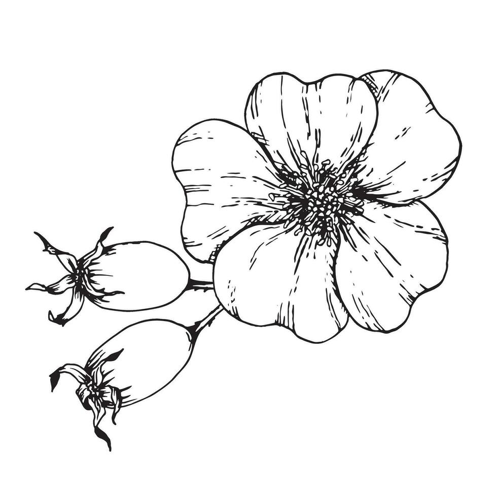 Graphic illustration of rosehip. Vector monochrome clip art of Wild rose. Outline linear hand drawn floral design element. Sketch Dogrose, briar, brier, eglantine, cankerrose for logo, wedding print
